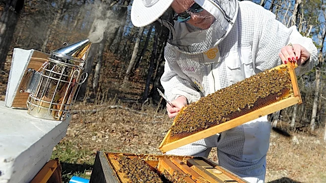 The buzz on honeybees in Tennessee? Here's the woman who keeps life sweet