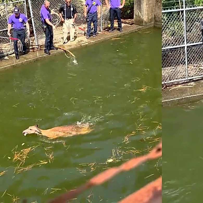 Tennessee crews rescue deer from reservoir — twice — in dramatic video