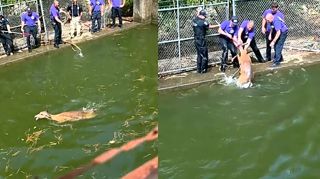 Tennessee crews rescue deer from reservoir — twice — in dramatic video