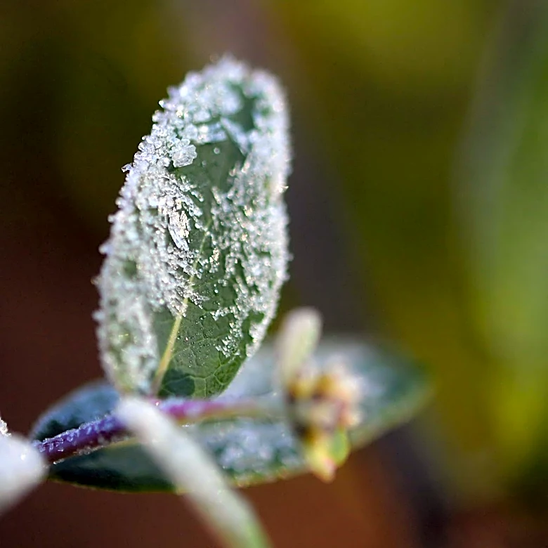 Tennessee's first frost could arrive next month. How to prepare