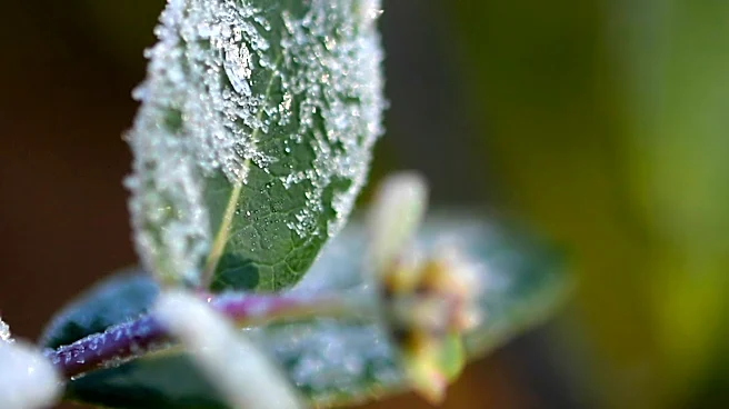 Tennessee's first frost could arrive next month. How to prepare