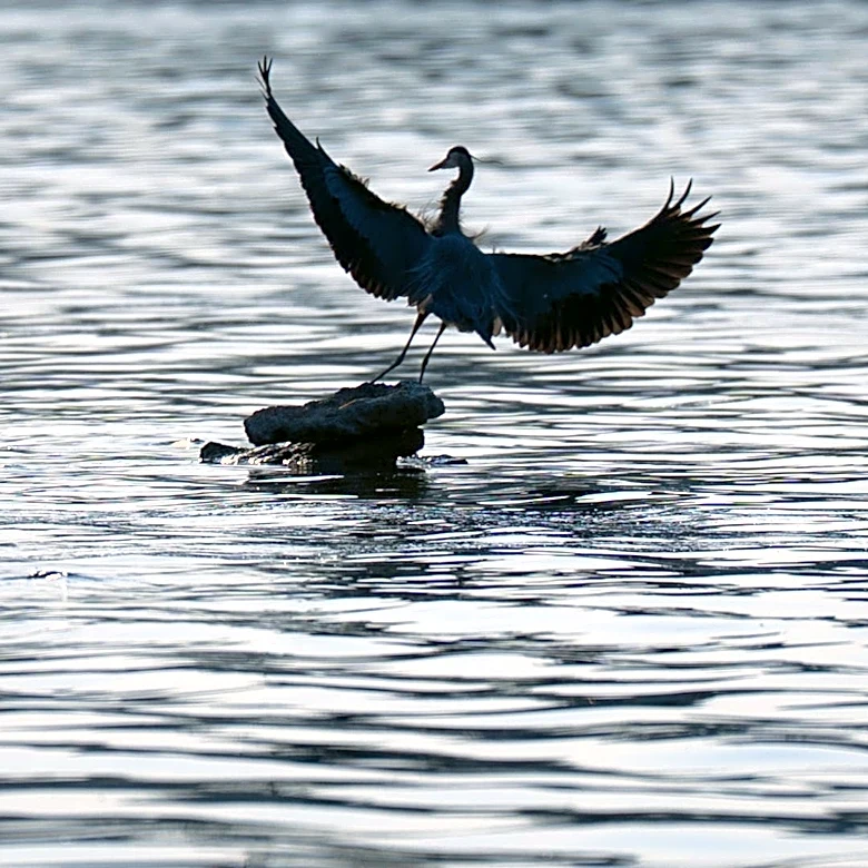 Nashville crews recovering body from Percy Priest Lake