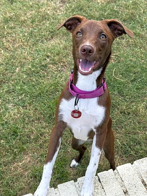 Your daily dose of cute: Vote now for The Tennessean Pet of the Week