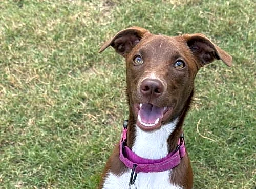 Your daily dose of cute: Vote now for The Tennessean Pet of the Week