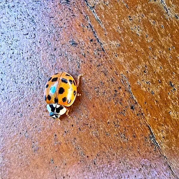 These ladybug look-alikes will soon swarm Tennessee homes