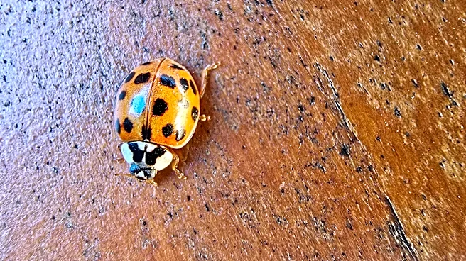 These ladybug look-alikes will soon swarm Tennessee homes