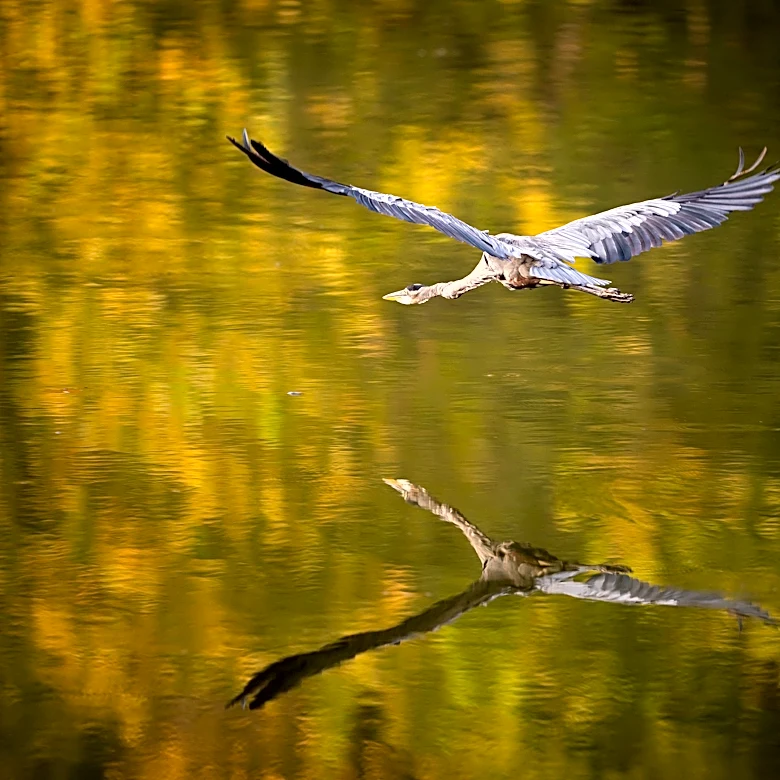 Nashville's crafting its first ecological strategy since 2011. The work so far