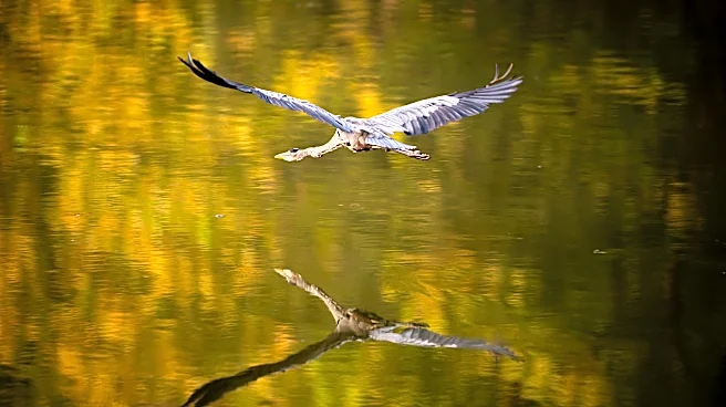 Nashville's crafting its first ecological strategy since 2011. The work so far