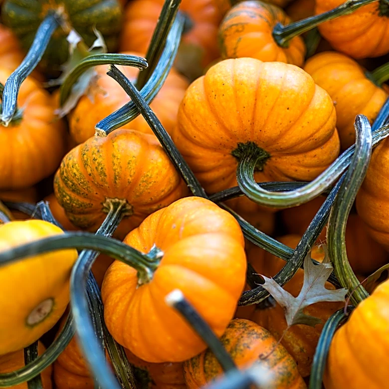 Top family-friendly, festive activities around Nashville this fall