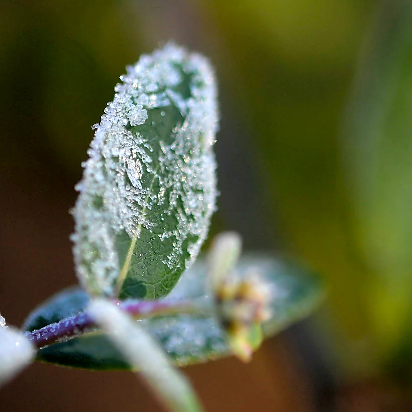 Middle Tennessee's first frost of the season could arrive this weekend