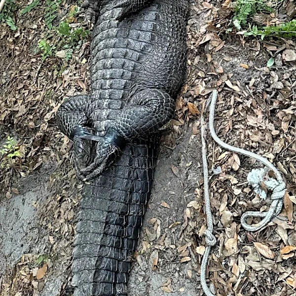 State says alligator that bit woman in Silver River has been euthanized