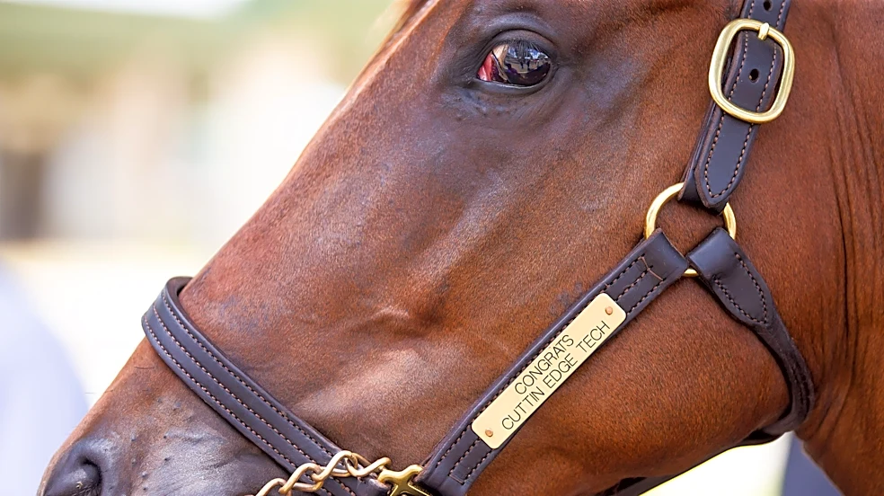 Horses could be star attractions of I-75/49th Street development