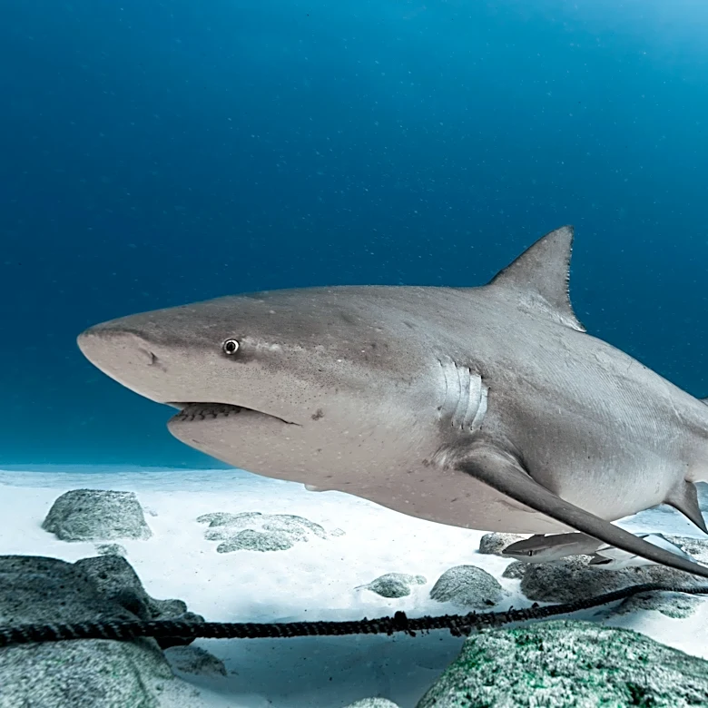 It's time for Shark Week 2026. Striking shark photos; how to watch