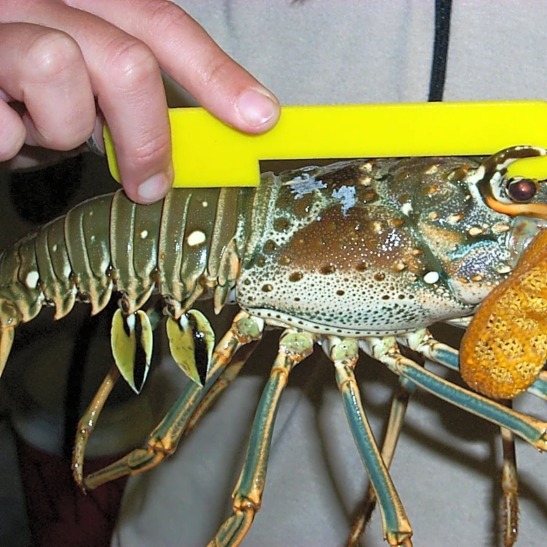 Mini lobster season is over. When regular season begins in Florida