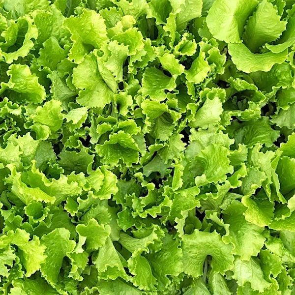 Poll. Are you avoiding lettuce after Cyclospora cases rise in county?