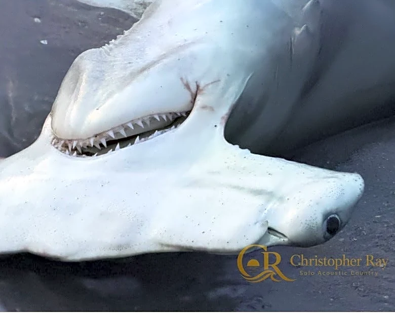 Hammerhead shark found dead in Florida as death toll grows to 6 in 2026
