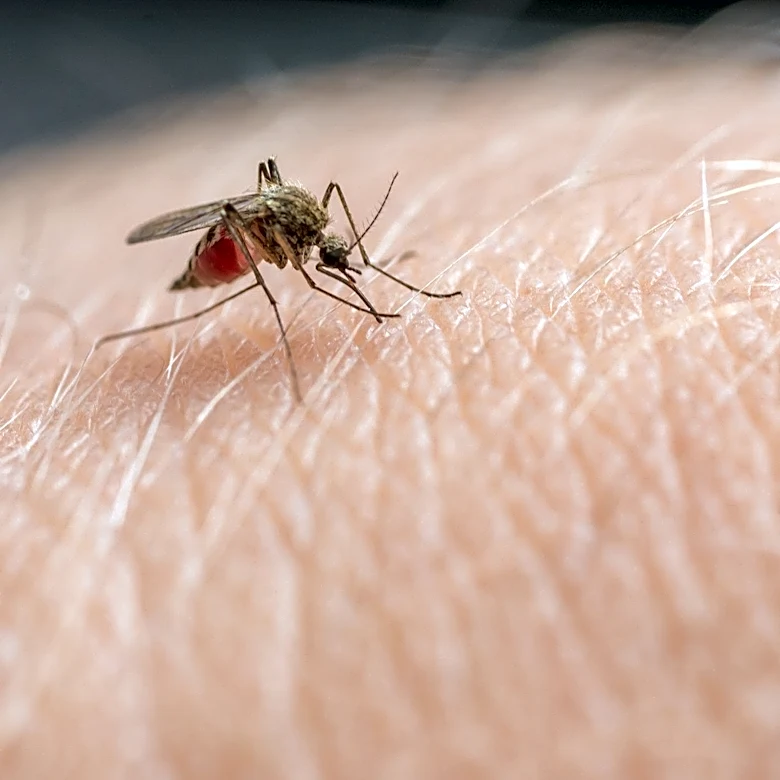 Case of dengue fever confirmed in Palm Beach County. How to stay safe