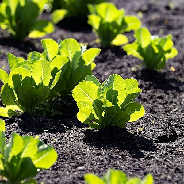 Quick answers to cyclospora questions. 5 tips to safely eating lettuce