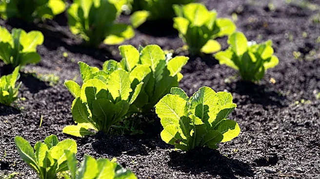 Quick answers to cyclospora questions. 5 tips to safely eating lettuce