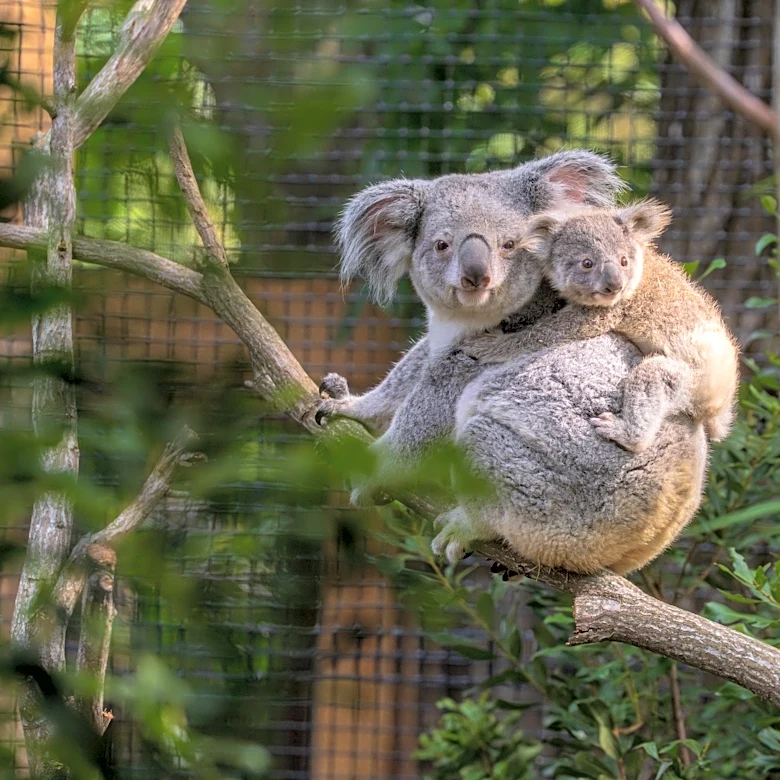 Palm Beach Zoo offers free tickets for West Palm, county employees