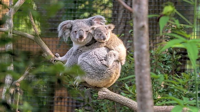 Palm Beach Zoo offers free tickets for West Palm, county employees