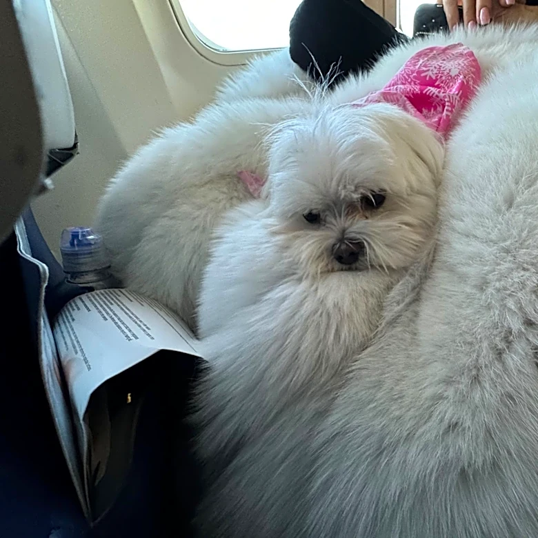 Meet Woobie, maltese from Boca who could win family $100K. Here's how