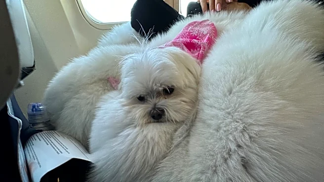 Meet Woobie, maltese from Boca who could win family $100K. Here's how