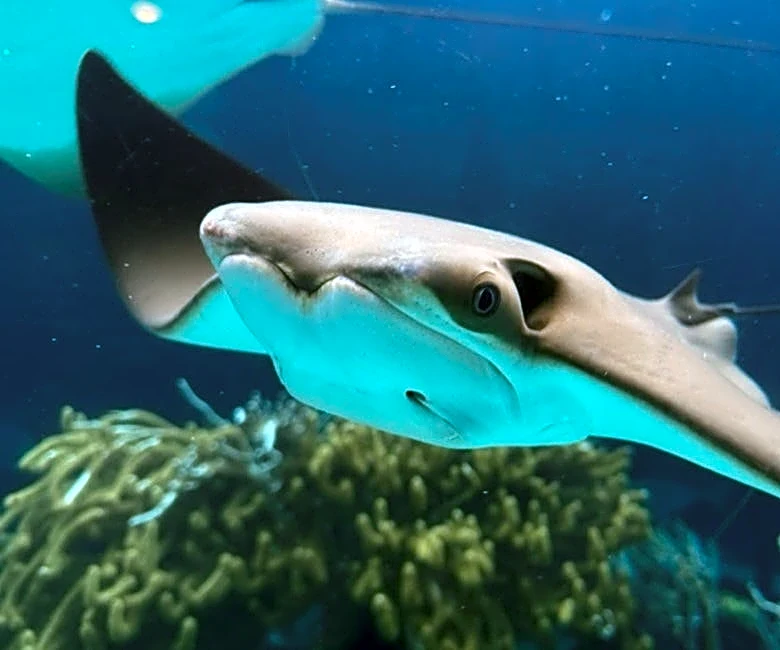 Cownose ray population may be slipping and that's bad for Florida