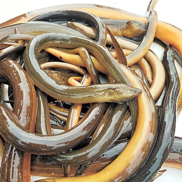 More harmful than pythons? Asian swamp eel expands in the Everglades