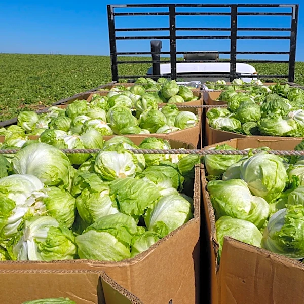 Cyclospora cases rise in Palm Beach County. How many people are sick?