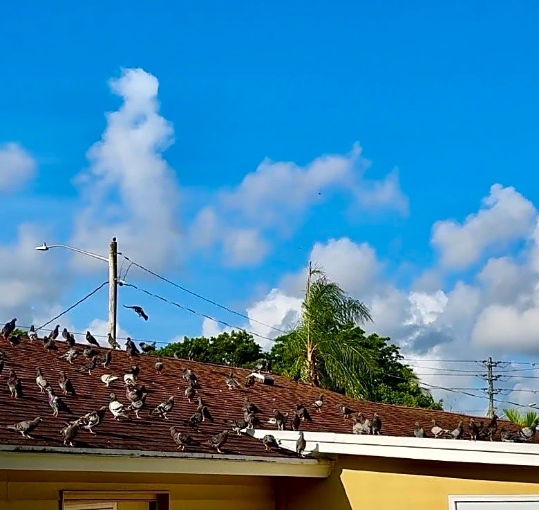 Feed iguanas and you face a $100 fine in this Florida city | Exclusive