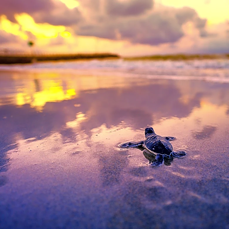 Loggerhead Marinelife offers free tees for helping with beach cleanup