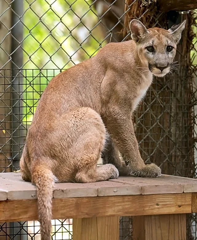 Was it a panther? Possible Florida panther sighting in Jupiter