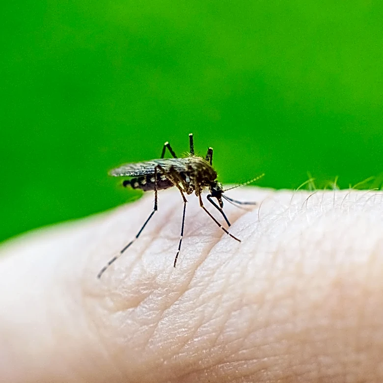 Florida confirms first dengue fever death of 2026