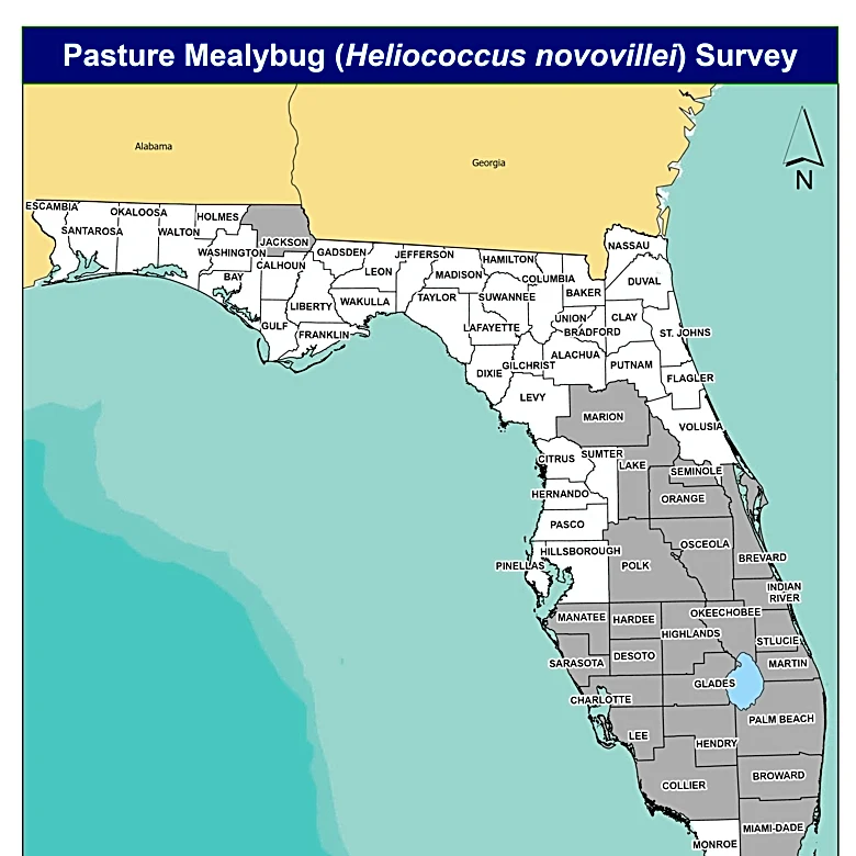 Florida races to stop tiny pest ruining sugarcane, lawns | Exclusive
