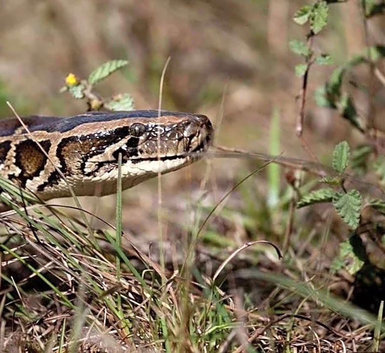See Florida's heaviest Burmese python catch of 2026. Are the pythons in Palm Beach County?