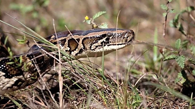 See Florida's heaviest Burmese python catch of 2026. Are the pythons in Palm Beach County?
