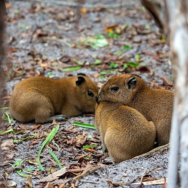 Ares, Palm Beach Zoo's beloved capybara pup, dies after surgery