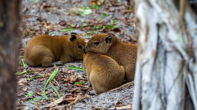 Ares, Palm Beach Zoo's beloved capybara pup, dies after surgery