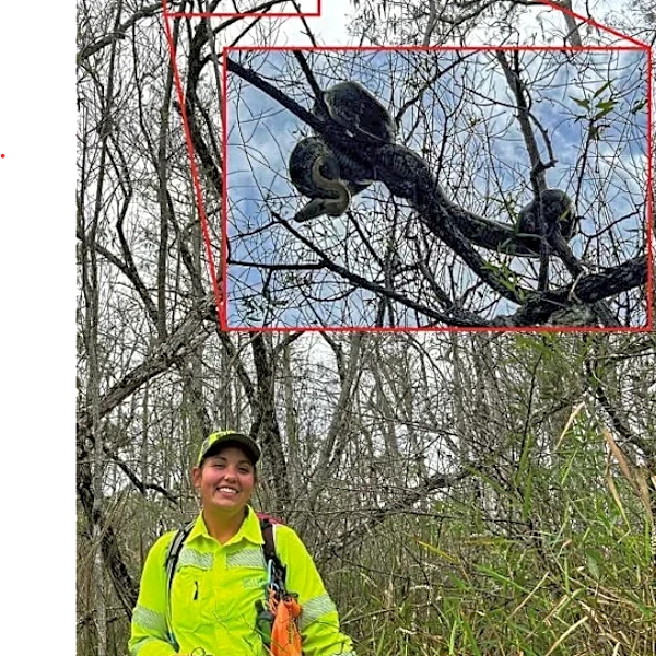 Look out above! Burmese pythons are starting to climb trees in Florida