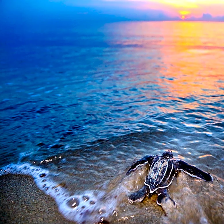 King tides wash out sea turtle some nests in Jupiter, Juno Beach