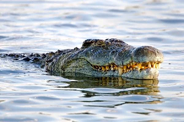 Who is the 'Congo River Basin' guy on TikTok? Is he there yet?
