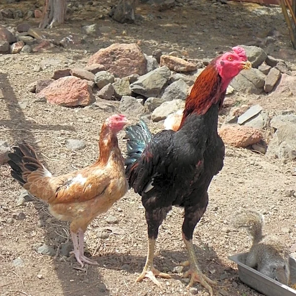 Thousands of roosters found in alleged Florida cockfighting scheme