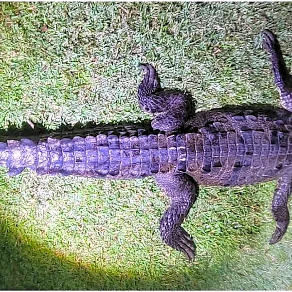 Crocodile with tracker in Florida died of apparent lead poisoning