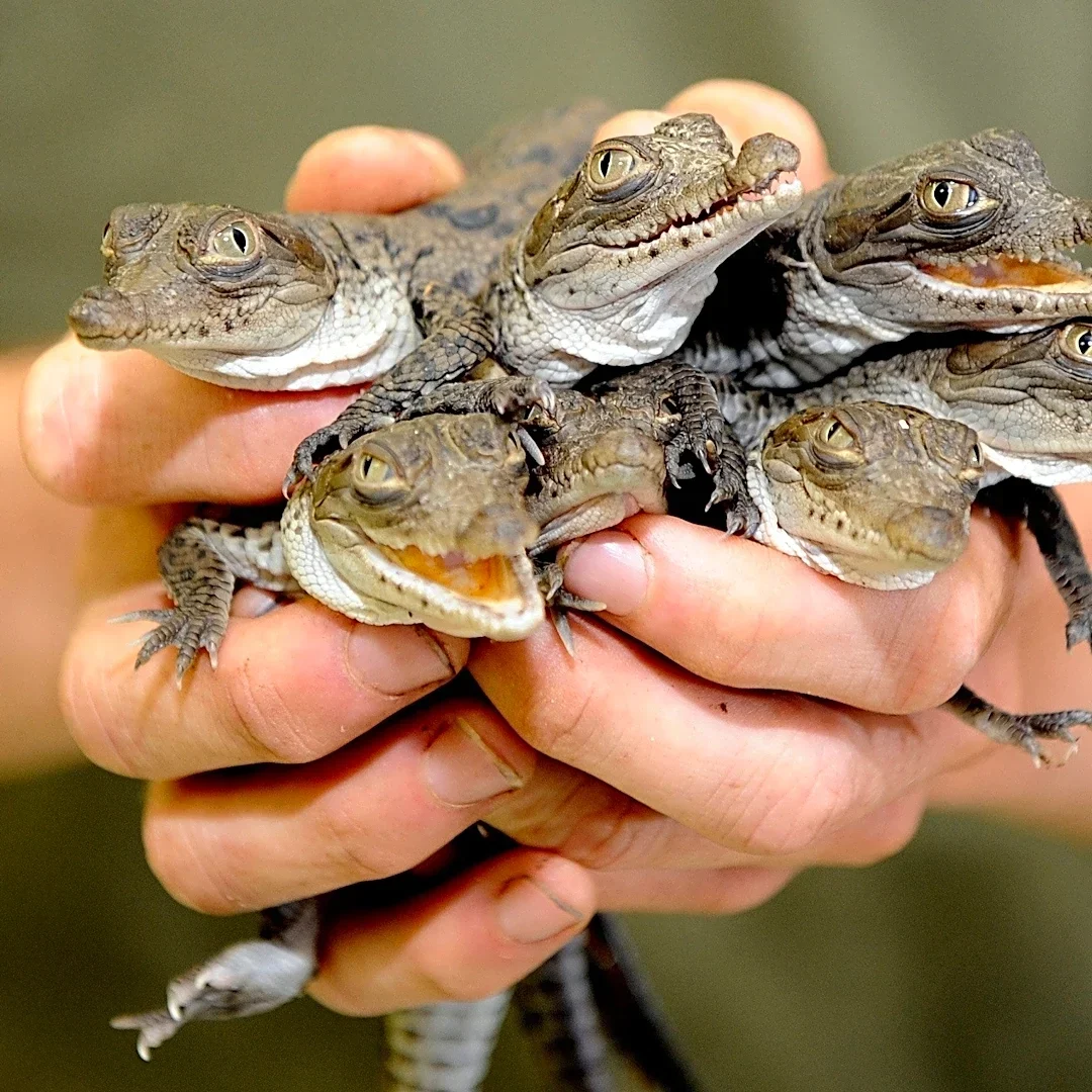 Saltwater intrusion in Everglades could push gators, crocodiles north