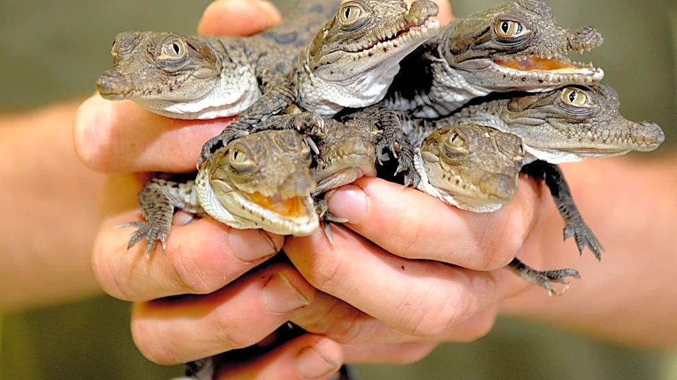 Saltwater intrusion in Everglades could push gators, crocodiles north