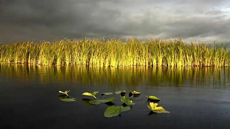 Everglades restoration remains one smart investment | Opinion