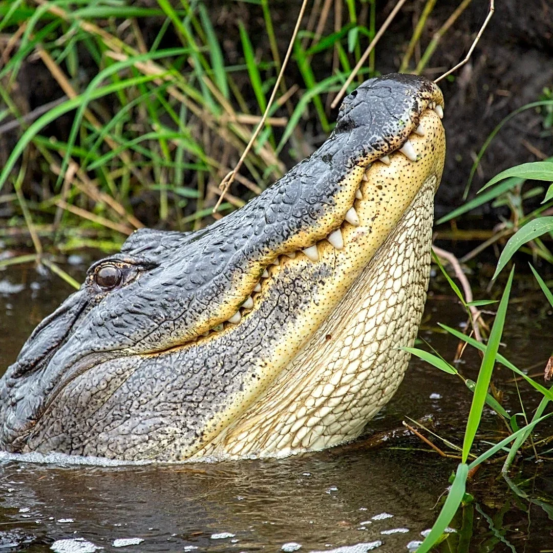 Florida man killed by alligator near Orlando is second death this year
