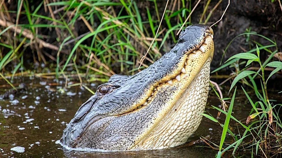 Florida man killed by alligator near Orlando is second death this year