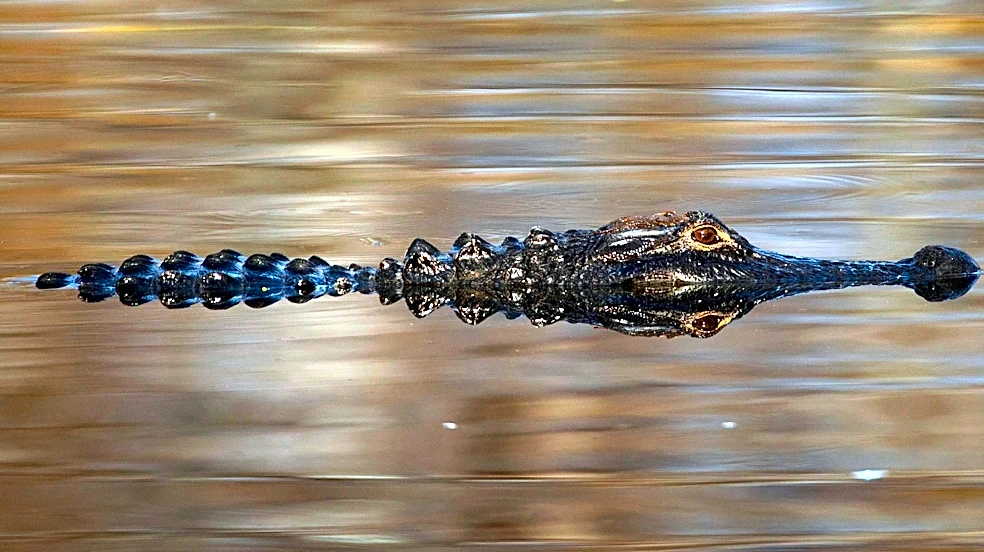 Florida man dragged under by gator while taking photo of fish he caught